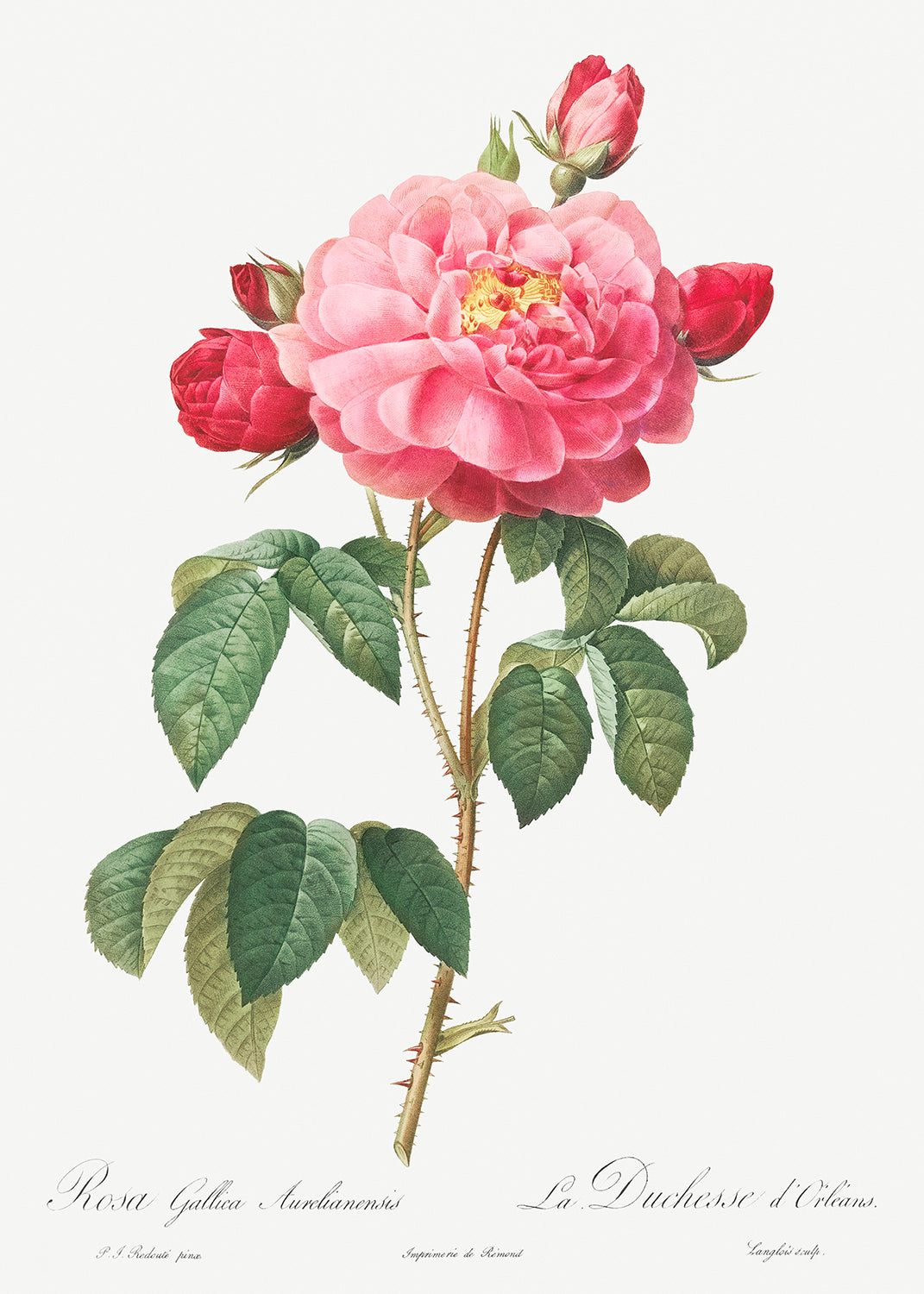 Botanical Plant Print - Gallic Rose - Duchess of Orleans (Rosa Gallica Aurelianensis) by Pierre Joseph Redoute