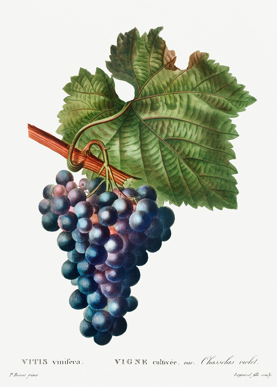 Botanical Plant Print - Grape vine (Vitis vinifera) by Pierre Joseph Redoute