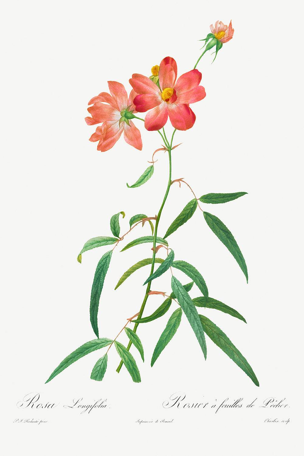 Botanical Plant Print - Rosa Longifolia by Pierre Joseph Redoute