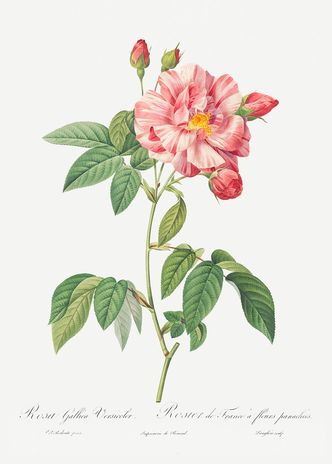 Botanical Plant Print - Rosa Mundi, French Rosebush with Varigated Flowers (Rosa gallica versicolor) by Pierre Joseph Redoute