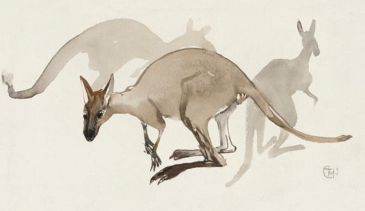 Kangoeroes by Theo van Hoytema