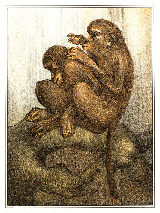 Vlooiende apen by Theo van Hoytema