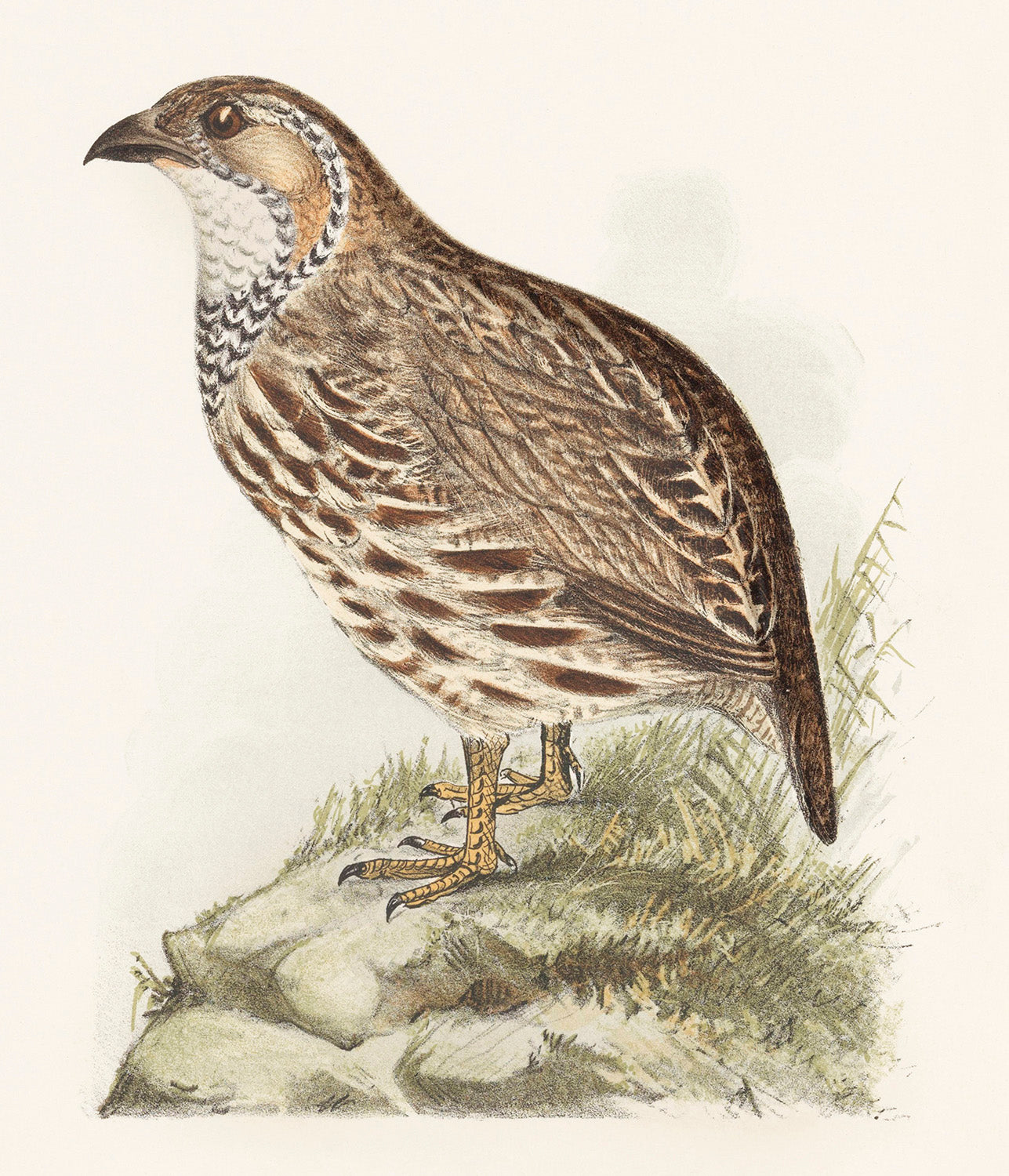 Patrijs (francolinus jugularis) by Theo van Hoytema