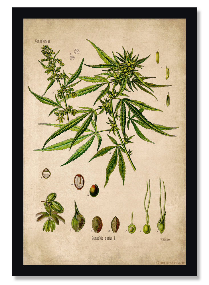 Cannabis Plant Botanical Illustration Poster