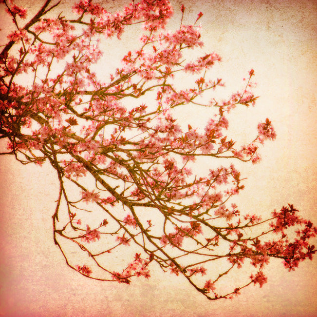 Cherry Blossoms II, premium art print