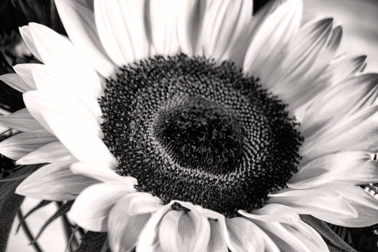Sunflower, premium art print