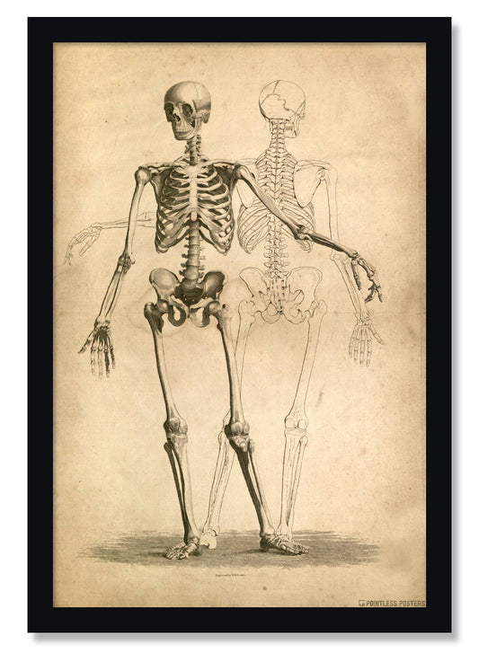 Two Skeletons Gothic Poster